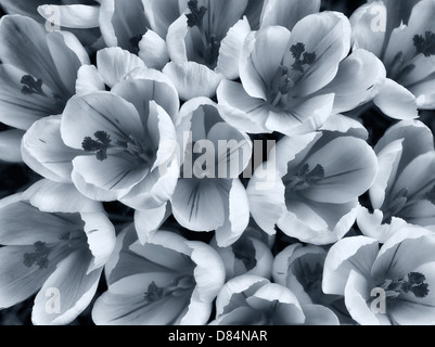 Fioritura di crocus bianco. Oregon Foto Stock