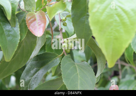 Lololikka, un rosso ribes Foto Stock