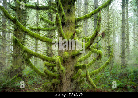 Moss ricoperta di abeti. Silver Falls State Park, Oregon Foto Stock