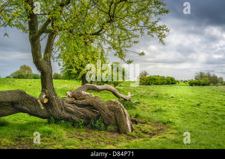 Albero caduto lungo la riva del fiume e scafo con pioggia nuvole vicino al mercato cittadino di Beverley, Yorkshire, Regno Unito. Foto Stock