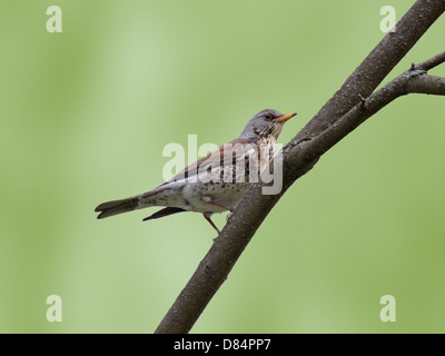 Close up di tordo sul ramo di albero Foto Stock