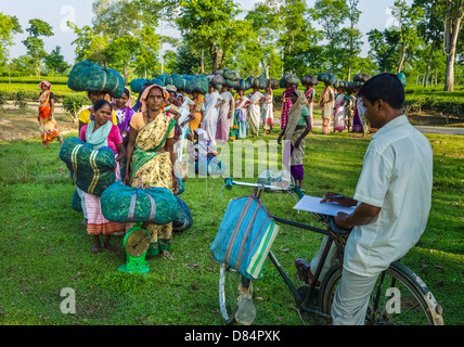 Le donne la line-up per avere il loro raccolto di foglie di tè pesato e registrato alla fine della giornata di lavoro a Jorhat, Assam, India. Foto Stock