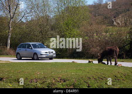 In auto, passerai accanto all'asino a Gorley, New Forest National Park, Hampshire UK, ad aprile Foto Stock