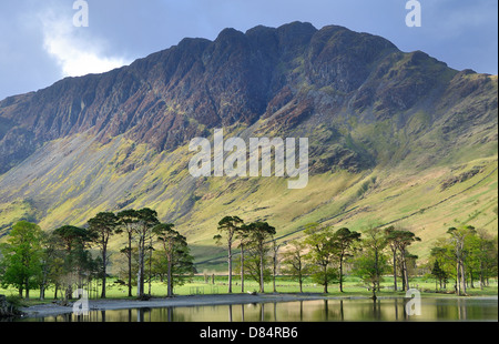 Haystacks in background e il famoso pino silvestre in primo piano, la mattina presto, Buttermere. Foto Stock