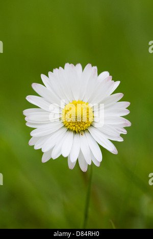 Bellis perennis. Daisy nel giardino. Foto Stock