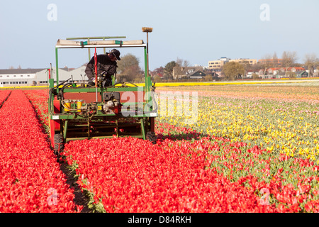 Un agricoltore tenendo le teste dei tulipani con uno specialista macchina in campi di tulipani vicino a giardini Keukenhof Lisse, Paesi Bassi. Foto Stock