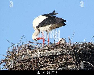 Maschio adulto Cicogna bianca (Ciconia ciconia) preening le sue piume e controllare il nido Foto Stock