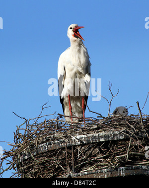 Rituale di bill-battito da un maschio adulto Cicogna bianca (Ciconia ciconia) sul nido Foto Stock