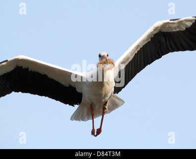 Maschio adulto Cicogna bianca (Ciconia ciconia) tornando al nido con imbottitura nido nel suo bill Foto Stock