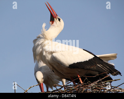 Dettagliato di close-up di rumorosi bill-battito da un maschio adulto Cicogna bianca (Ciconia ciconia) sul nido (serie di 7 immagini) Foto Stock