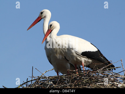 Adulto Cicogna bianca (Ciconia ciconia) sul nido Foto Stock