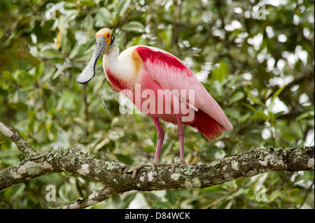 Roseate spoonbill uccelli appollaiato su un ramo in Costa Rica, America Centrale Foto Stock
