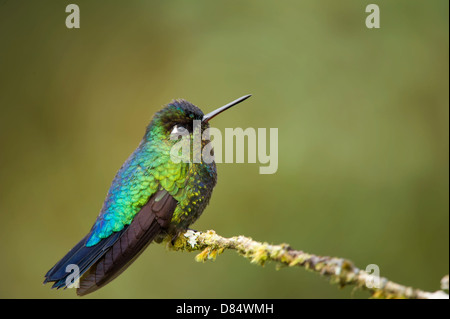 Fiery-throated hummingbird appollaiato su un ramo in Costa Rica, America Centrale Foto Stock