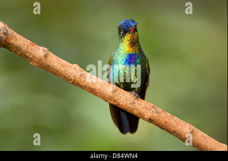 Fiery-throated hummingbird appollaiato su un ramo in Costa Rica, America Centrale Foto Stock