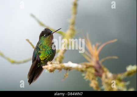 Fiery-throated hummingbird appollaiato su un ramo in Costa Rica, America Centrale Foto Stock