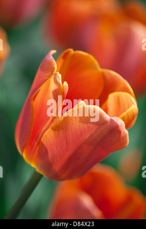 Rosso tulipano in un giardino di ripresa macro Foto Stock