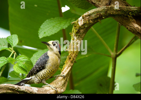 Nero picchio cheeked appollaiato su un ramo in una palude in Costa Rica, America Centrale Foto Stock