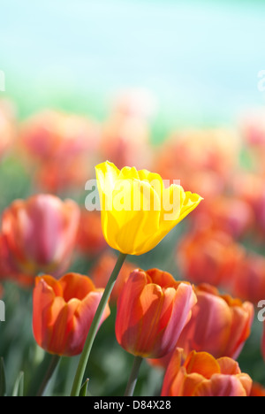 Tulipano giallo circondato da tulipani rossi, all'aperto Foto Stock