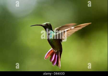 Verde-breasted mango hummingbird battenti in Costa Rica, America Centrale Foto Stock