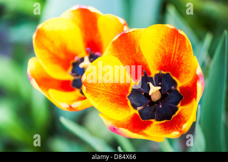 Due strisce di tulipani arancione, close-up vista da sopra Foto Stock