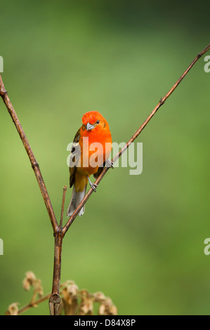 Fiamma-colorati maschio Tanager appollaiato su un ramo in Costa Rica, America Centrale Foto Stock