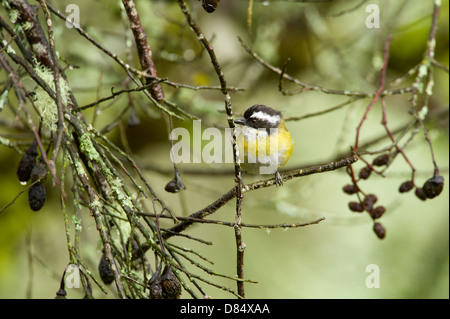 Fuligginosa-capped Bush Tanager appollaiato su un tronco in Costa Rica, America Centrale Foto Stock