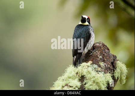 Acorn Woodpecker appollaiato su un tronco in Costa Rica, America Centrale Foto Stock
