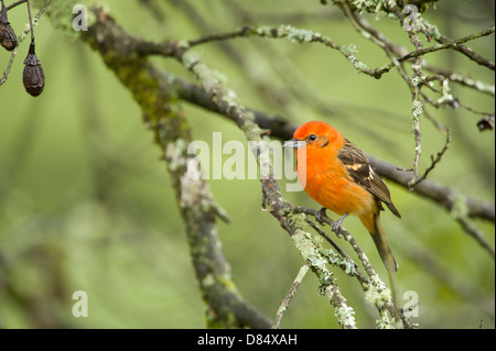 Fiamma-colorati maschio Tanager appollaiato su un ramo in Costa Rica, America Centrale Foto Stock