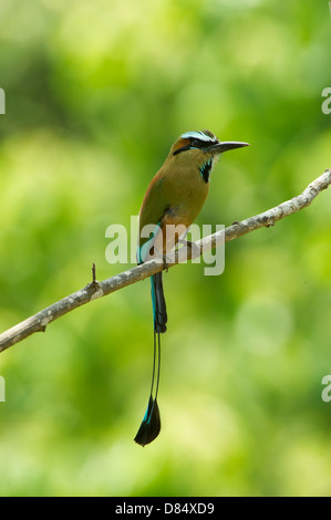 Turchese-browed Motmot appollaiato su un ramo in Costa Rica, America Centrale Foto Stock