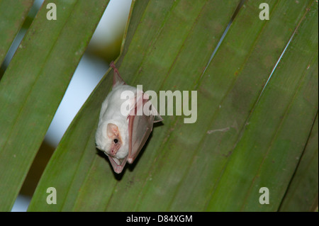 Bianco honduregno bat appendere un albero di palma foglie in Costa Rica, America Centrale Foto Stock