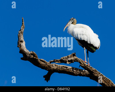 Una cicogna in legno appoggiata su un albero morto arto. Foto Stock