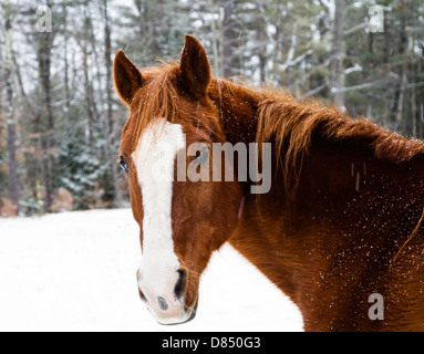 La neve cade su un bel cavallo marrone. Foto Stock