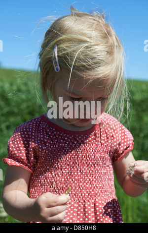 Bambino ragazza bionda che soffia su un orologio di tarassaco, prato estivo Foto Stock