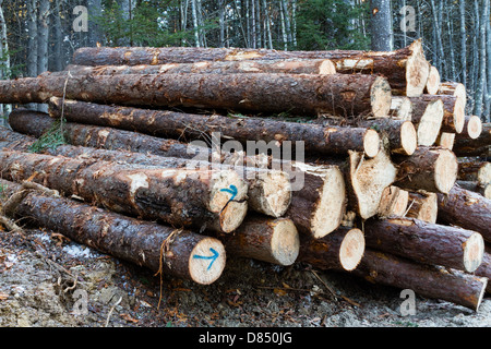 Appena tagliato alberi pronti per il mulino. Foto Stock