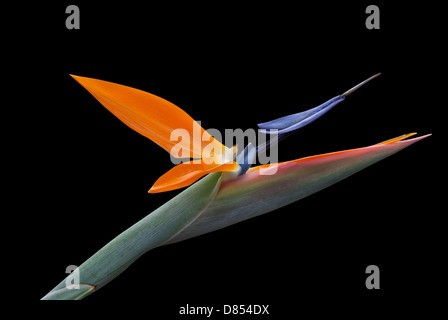 Tropical uccello del paradiso (strelitzia) fiore su sfondo nero Foto Stock