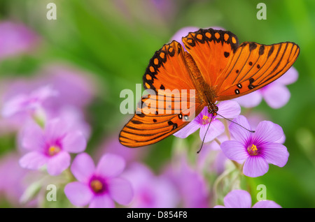 Gulf Fritillary butterfly (Agraulis vanillae) alimentazione su fiori di colore rosa nel giardino Foto Stock