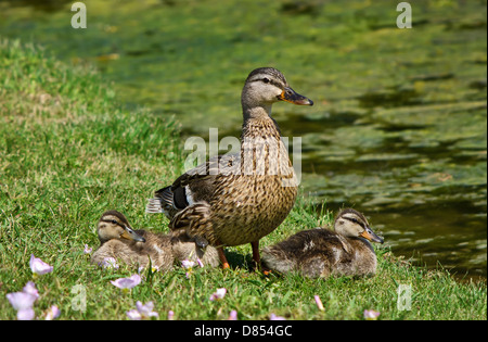 Femmine di anatra germano reale (Anas platyrhynchos) e tre anatroccoli in riva al lago Foto Stock