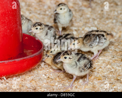 Giovani fagiano chick in corrispondenza di un alimentatore, in un allevamento di penna dopo la schiusa Foto Stock