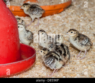 Giovani fagiano chick in corrispondenza di un alimentatore, in un allevamento di penna dopo la schiusa Foto Stock