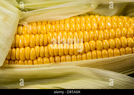 Un close-up immagine di un tutolo di mais tra foglie verdi. Foto Stock