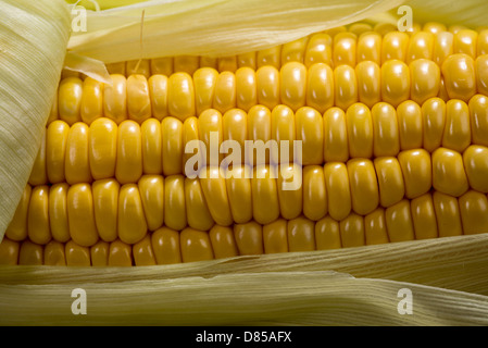 Un close-up immagine di un tutolo di mais tra foglie verdi. Foto Stock