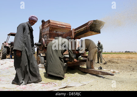 La trebbiatrice in un campo di grano in Alto Egitto Foto Stock