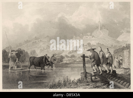 Coltivazione di riso in Cina Foto Stock