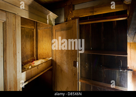 Allevamento di polli sul nido fatto in armadio a livello di azienda Foto Stock