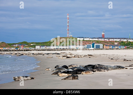 Le foche grigie / grigio guarnizione (Halichoerus grypus) colonia in appoggio sulla spiaggia a Helgoland / Isola di Helgoland, il Wadden Sea, Germania Foto Stock