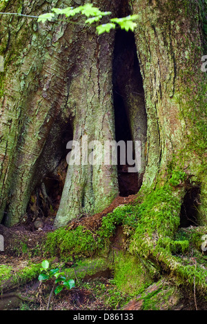 Cavo struttura di radice di un albero dopo la madre moncone ha decomporsi via Foto Stock