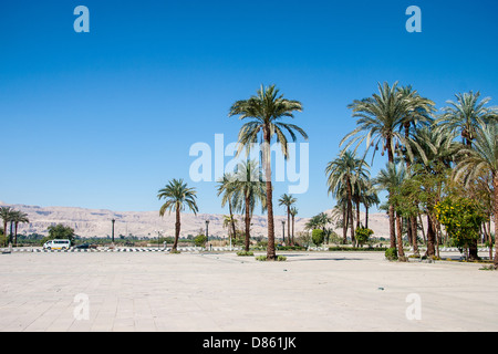Verde di bellissime palme albero a cielo blu Foto Stock