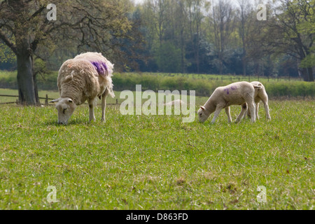 Una pecora e due agnelli mangiare erba in un soleggiato campo in primavera. Northumberland. Foto Stock