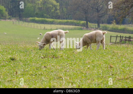 Agnelli mangiare erba in un soleggiato campo in primavera. Northumberland. Foto Stock