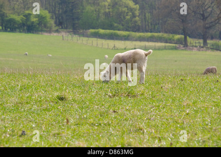 Agnelli mangiare erba in un soleggiato campo in primavera. Northumberland. Foto Stock